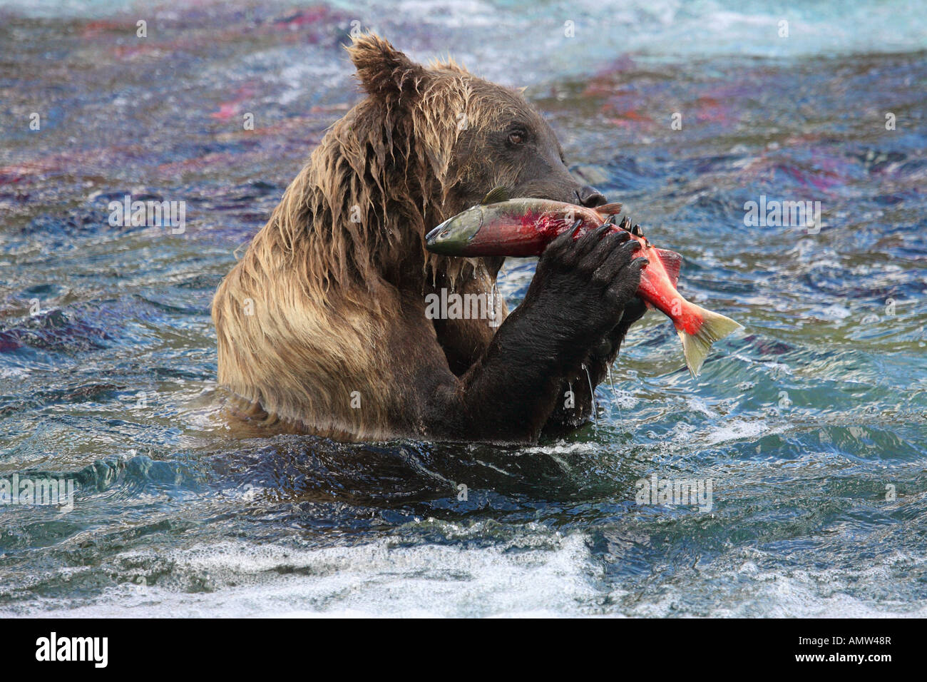 Oso grizzly (Ursus arctos horribilis) que alimentan a los salmones