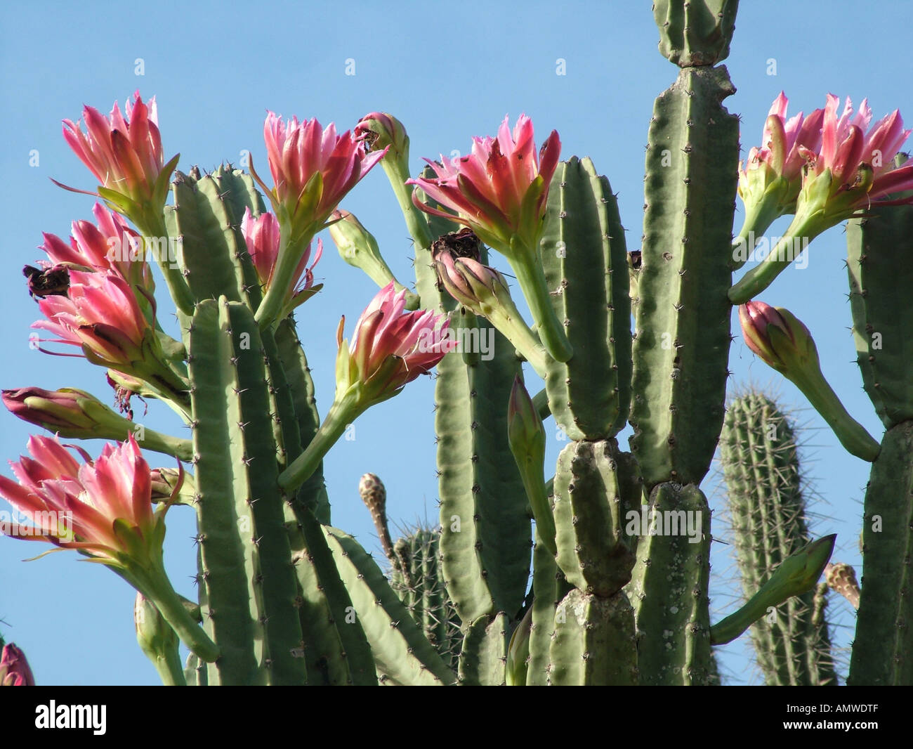 Flores de color rosa de un árbol de cactus (Cereus spec.) con el cielo azul  Gran Chaco, Paraguay Fotografía de stock - Alamy