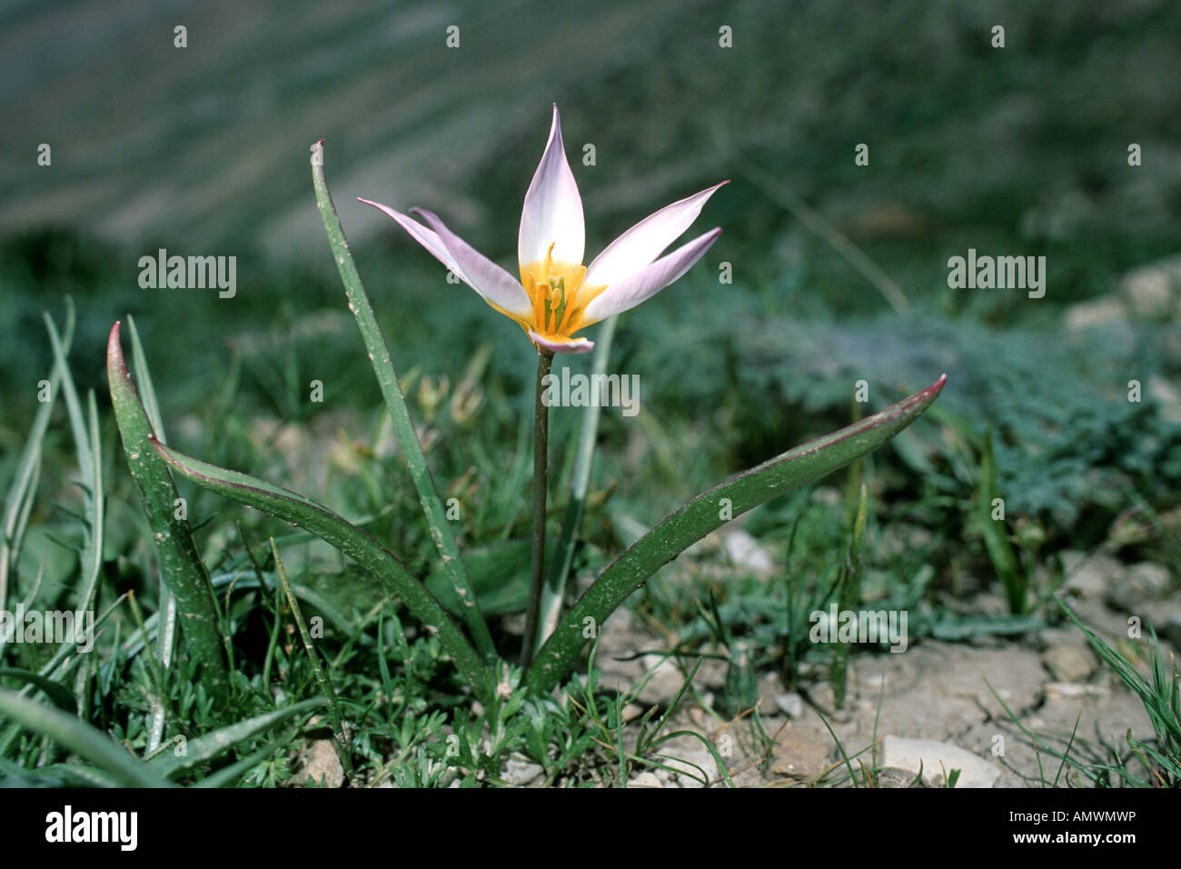 Tulipán (Tulipa spec.), flor de Laar, Parque Nacional, Irán, Laar, Parque  Nacional Fotografía de stock - Alamy