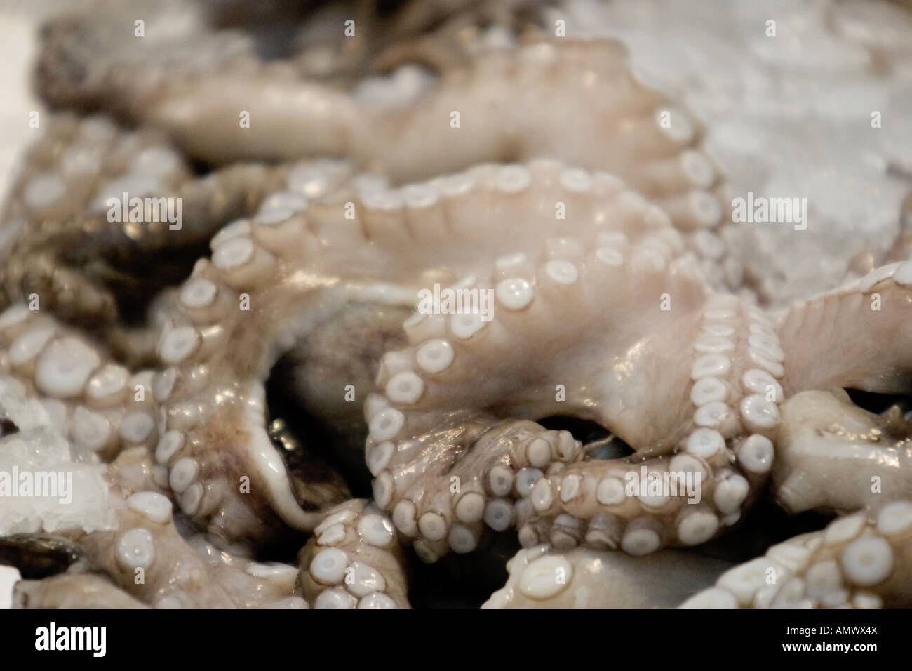 Pulpo común, común Atlántico europeo común de pulpo pulpo (Octopus vulgaris), El Pulpo en el mercado semanal, Francia, Paris Foto de stock