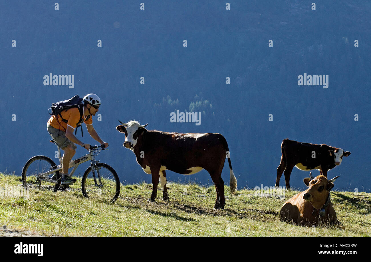 El ganado doméstico (Bos primigenius f. taurus), Ciclista de montaña en los Alpes del Norte con las vacas, Francia, Alps Foto de stock