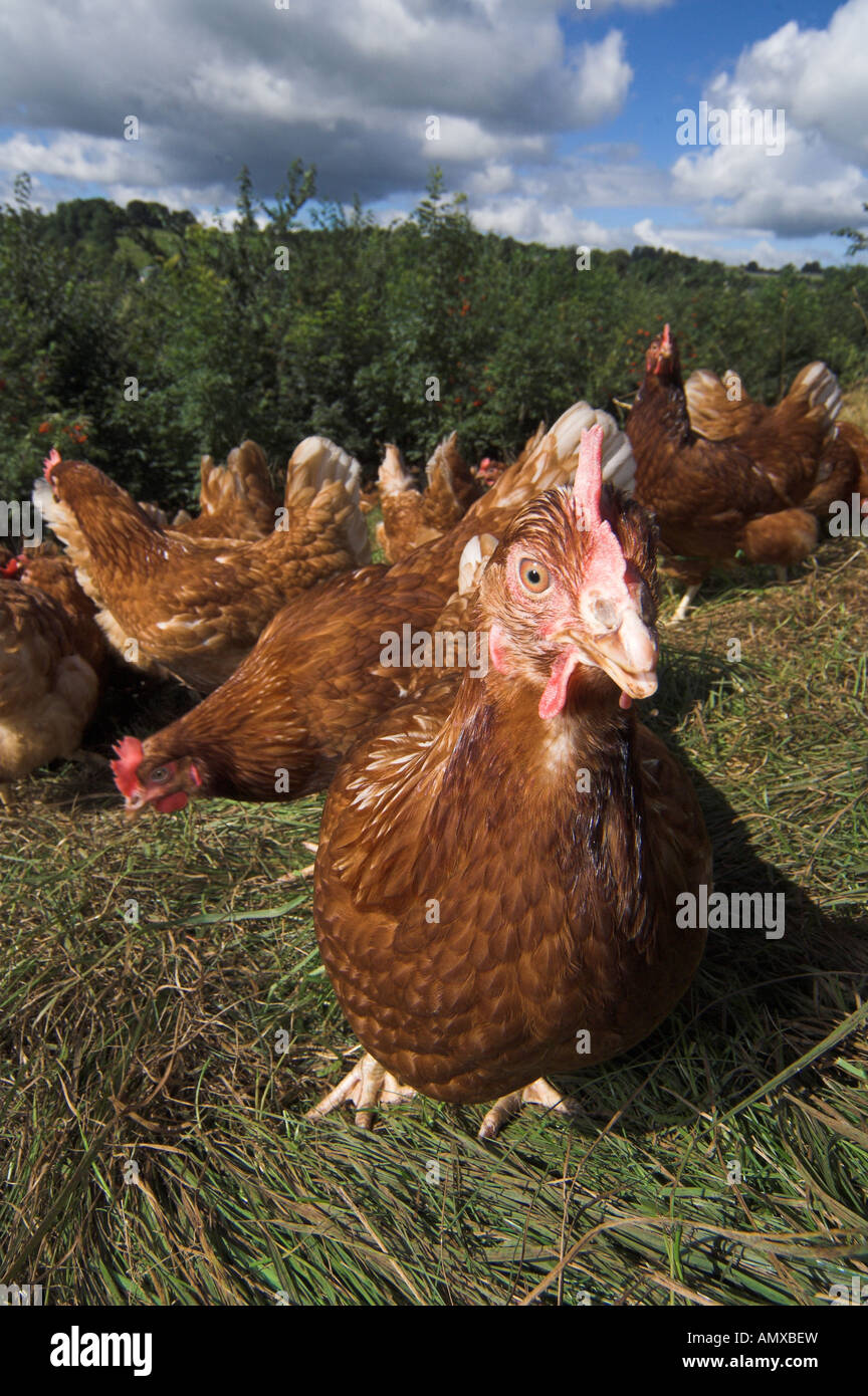 Free Range gallinas alimentando en woodland Foto de stock