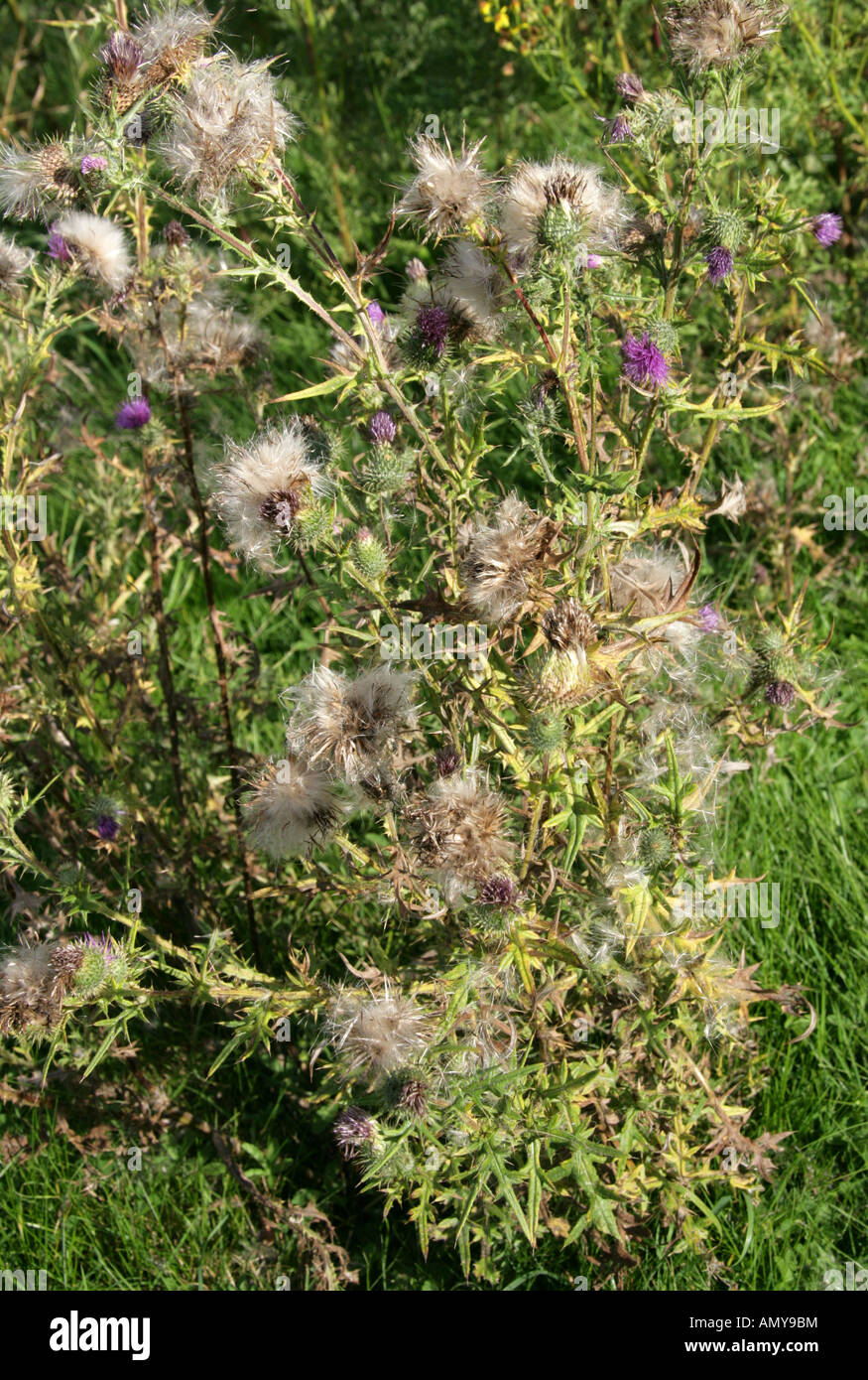 Cabezales de semillas de cardo de lanza, Cirsium vulgare, Compositae Foto de stock