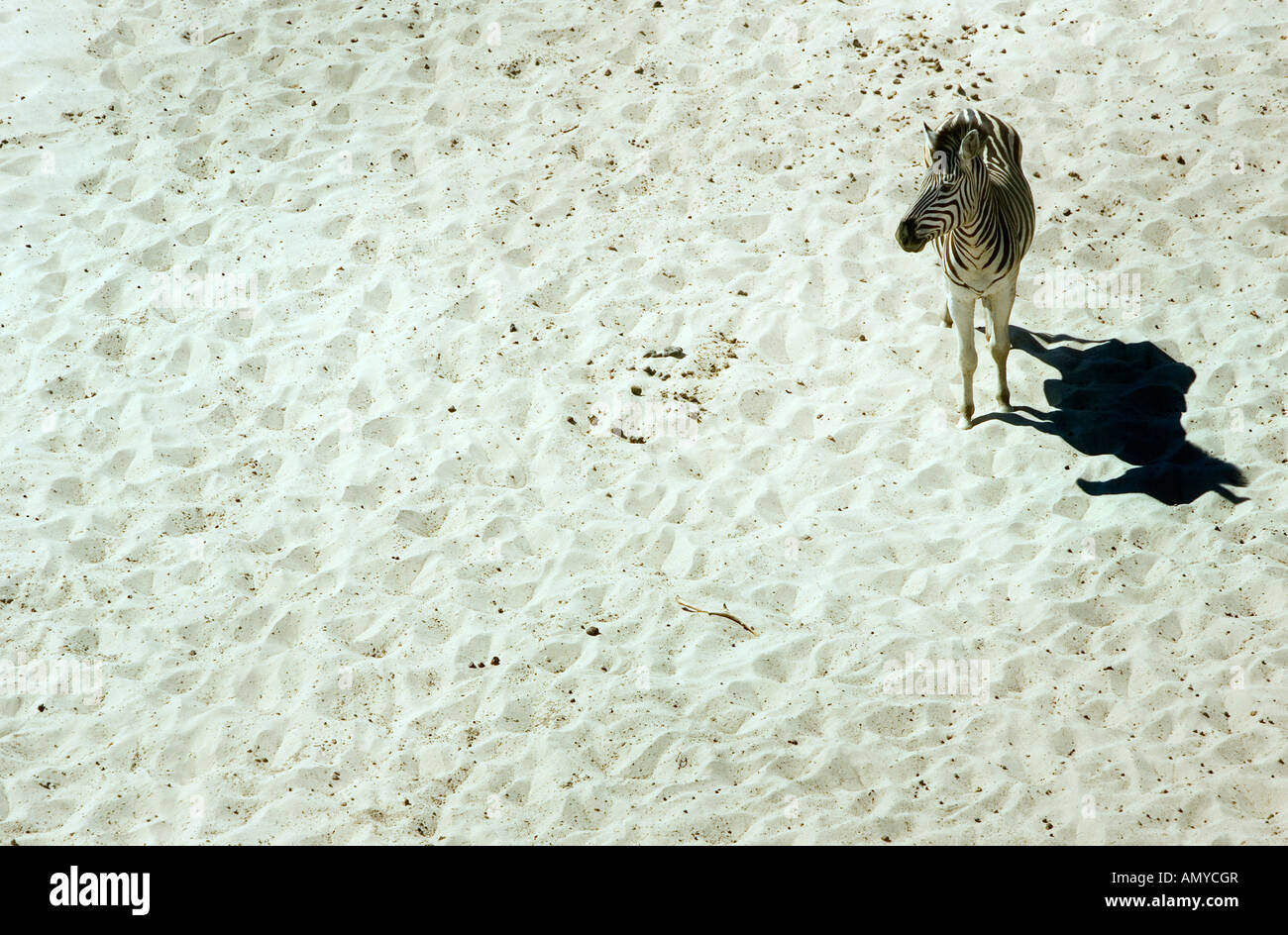 Zebra Equus quagga burchelli paseos en seco lecho del río Boteti en el Parque Nacional de Makgadikgadi en el desierto Kalahari de Botswana Foto de stock