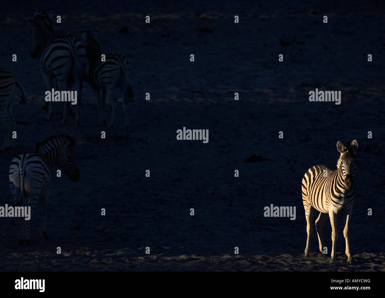 Zebra Equus quagga burchelli seco lecho del río Boteti durante la migración en la Reserva de Caza de Makgadikgadi región del desierto de Kalahari Botswana Foto de stock