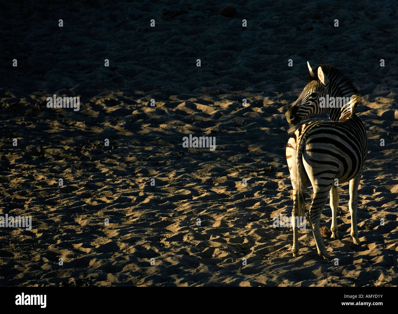 Una zebra Equus quagga burchelli en el lecho del río Boteti seco durante la migración en Makgadikgadi Game Reserve en Botswana África Foto de stock