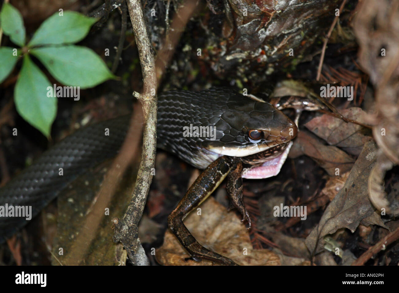 Racer serpiente que se come la rana Foto de stock