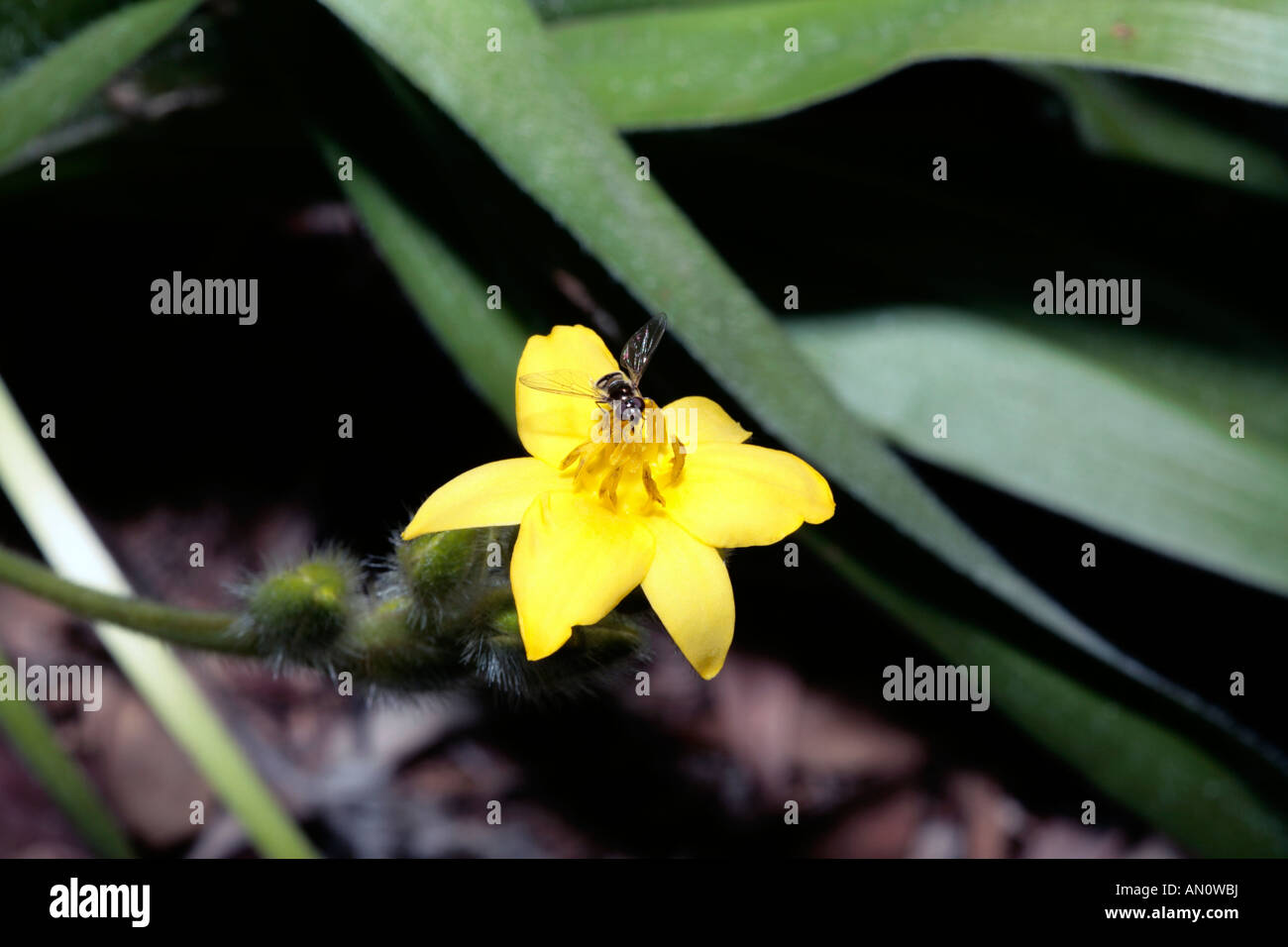 Hover volar recogiendo polen de pasto estrella flor- Hypoxis longifolia-familia Amaryllidaceae. Foto de stock