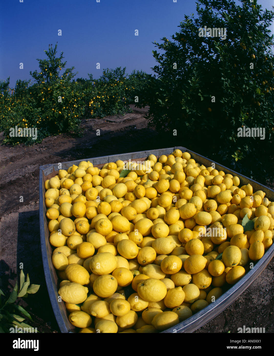 Agriculture porterville fotografías e imágenes de alta resolución Alamy
