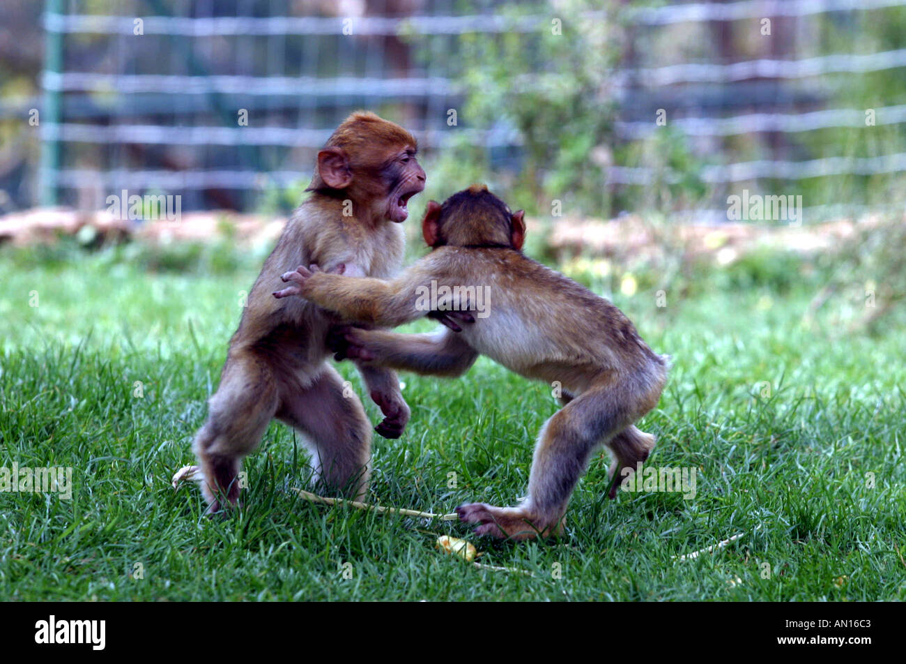 imagenes de monos bebes