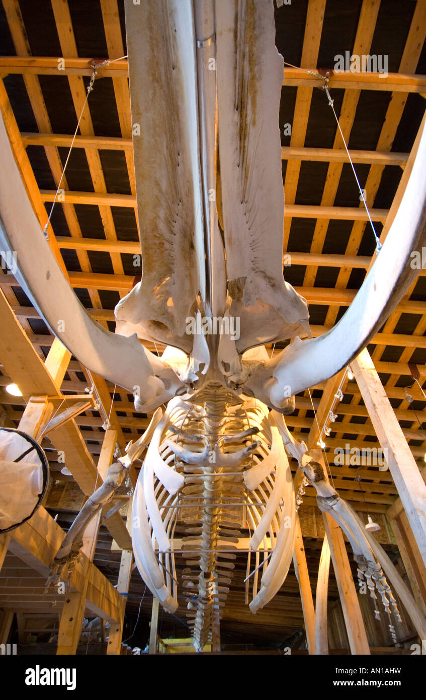 El esqueleto de un rorcual común en el Centro de Interpretación de la Ballena, Telegraph Cove, en la isla de Vancouver, British Columbia Foto de stock