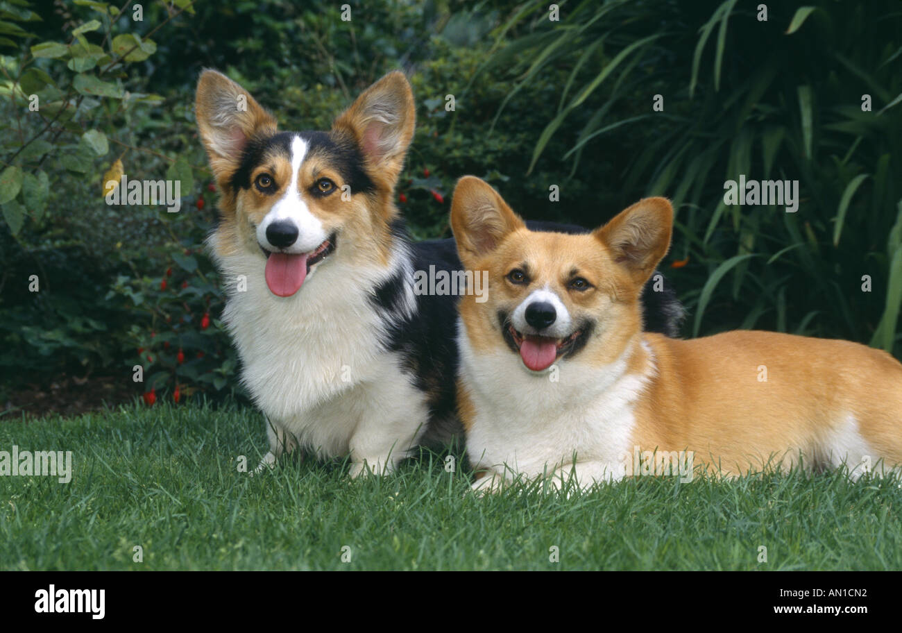 Dos Welsh Corgi sobre césped Irlanda Foto de stock