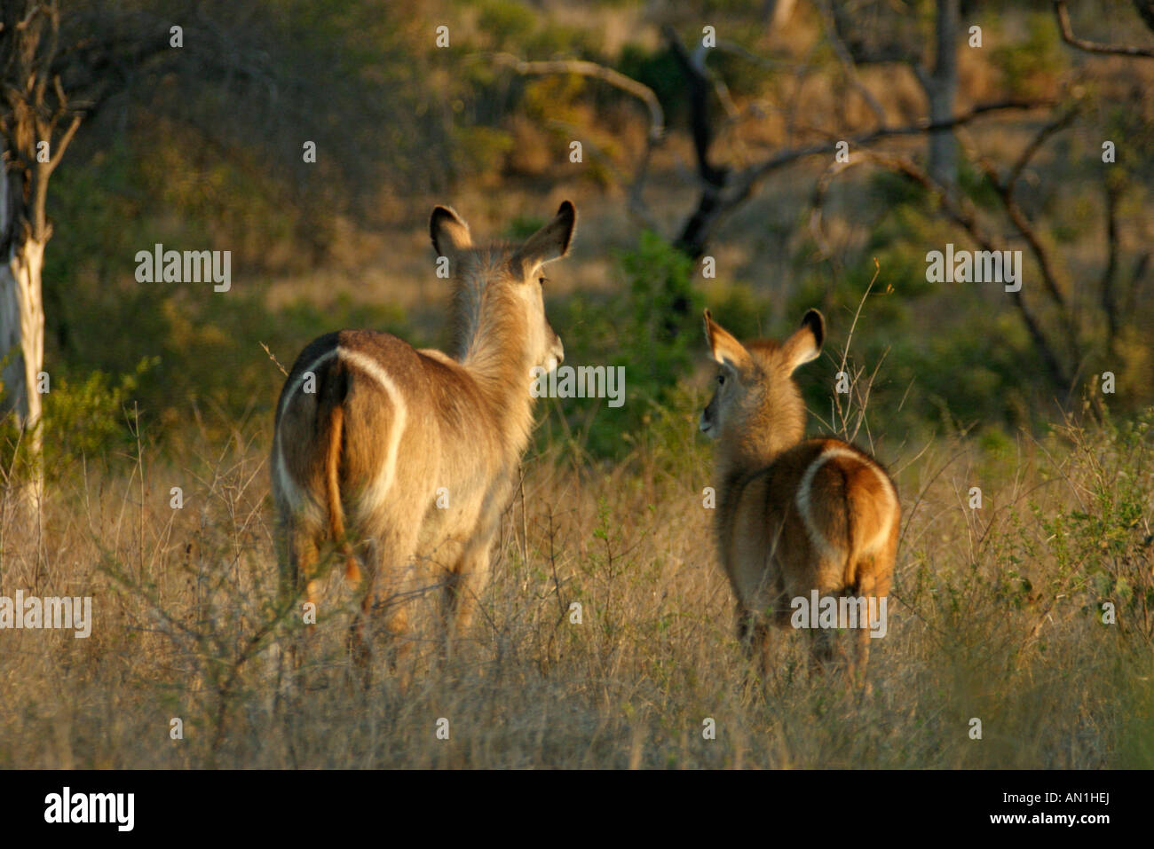 Vista trasera de un par de antelope mostrando su anillo de diagnóstico marcado en sus nalgas Foto de stock