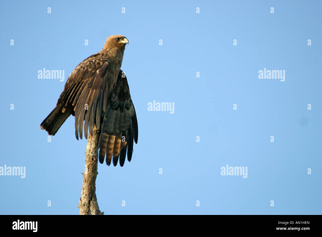 Retrato de un águila de Wahlberg encaramado sobre un árbol con sus alas extendidas Foto de stock