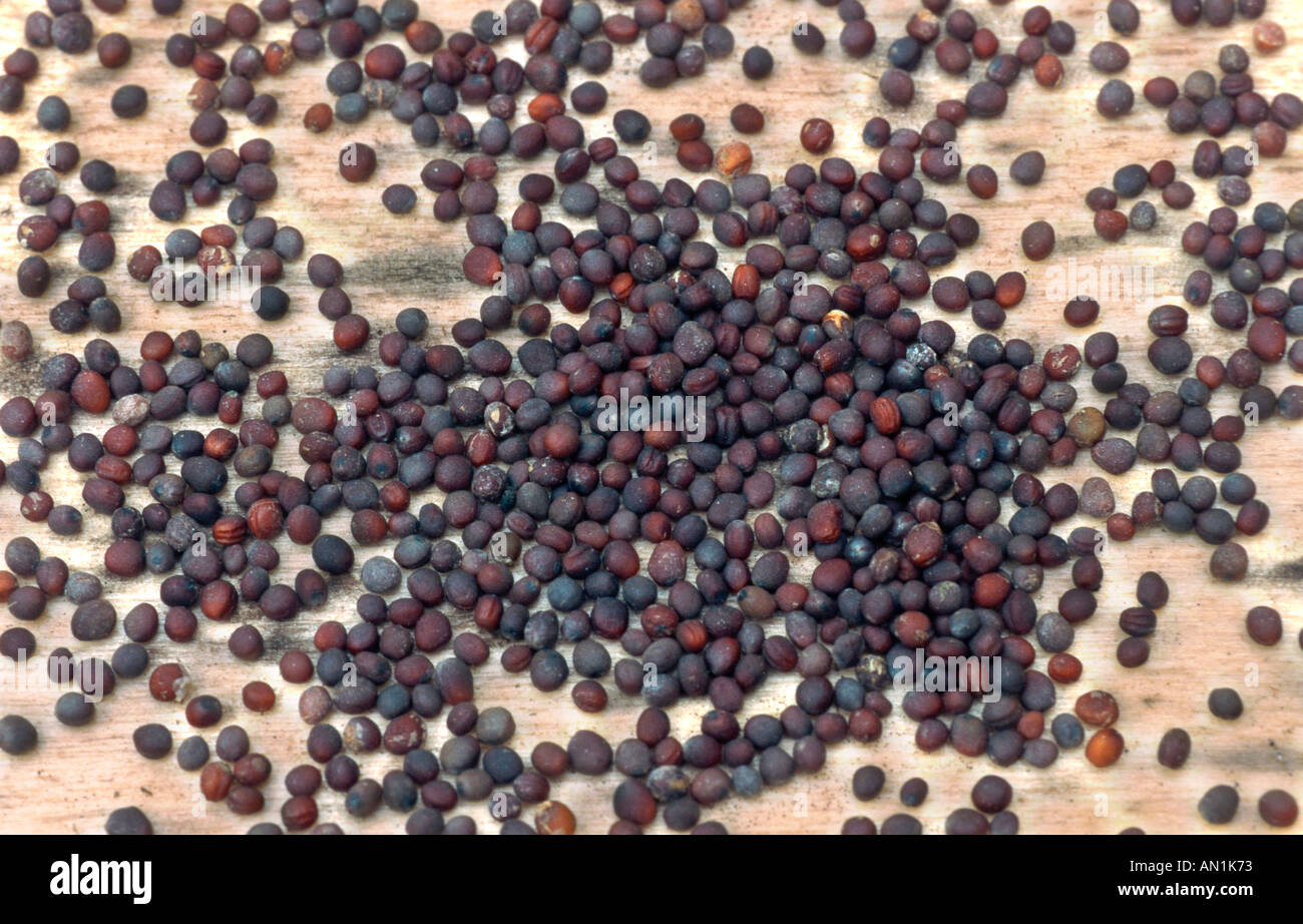 Nabo (Brassica rapa rapa), semillas Fotografía de stock - Alamy