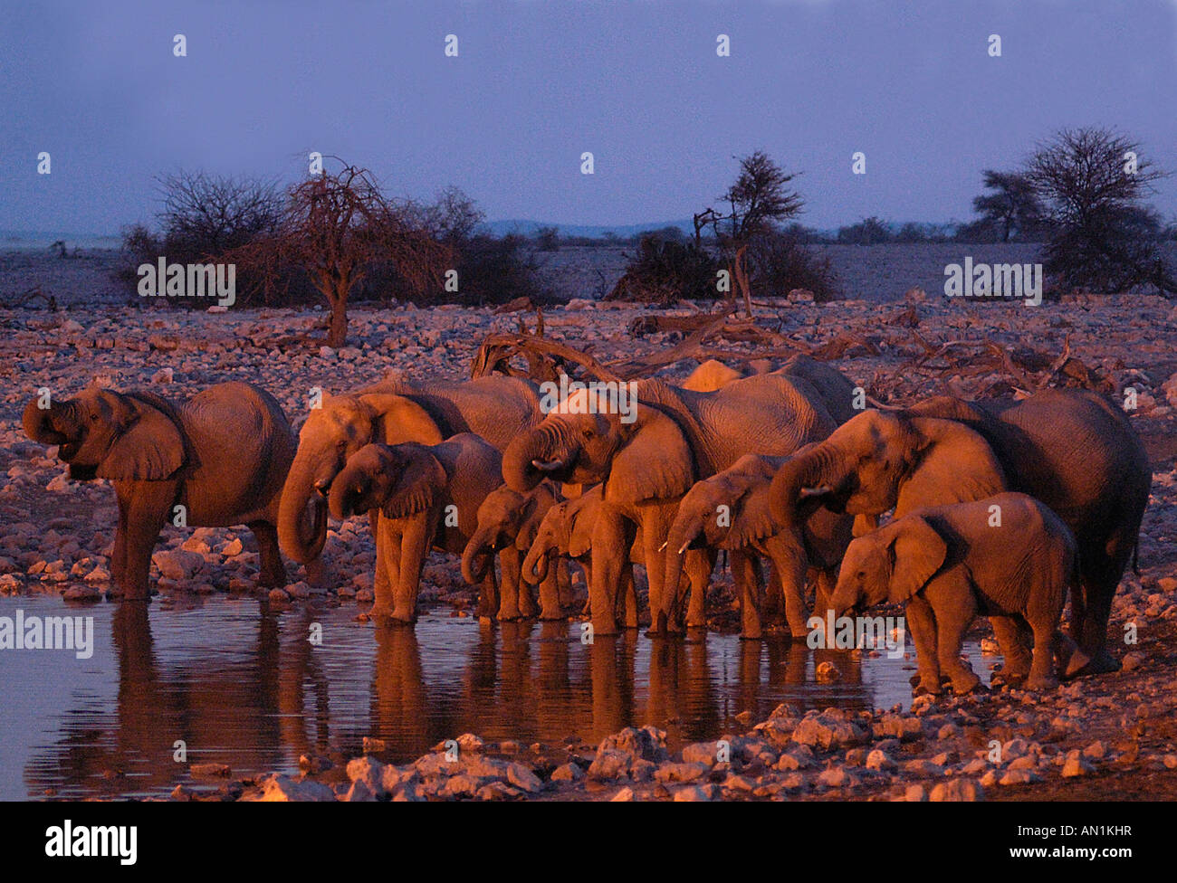 Afrikanische Elefanten elefante africano Loxodonta africana Foto de stock