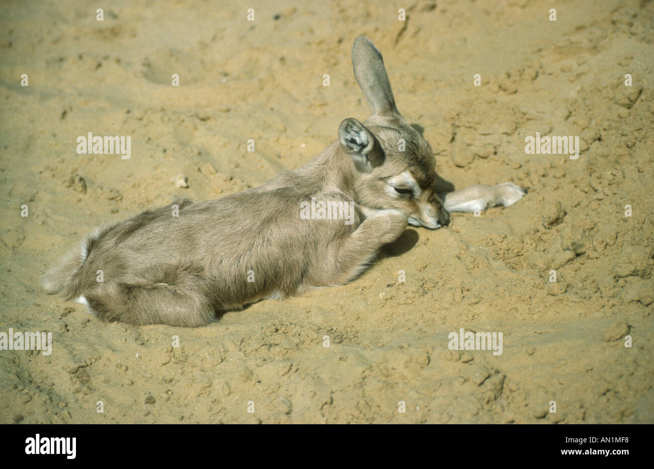 Gacela Dorcas Gazella dorcas Fawn tumbado en la arena Foto de stock