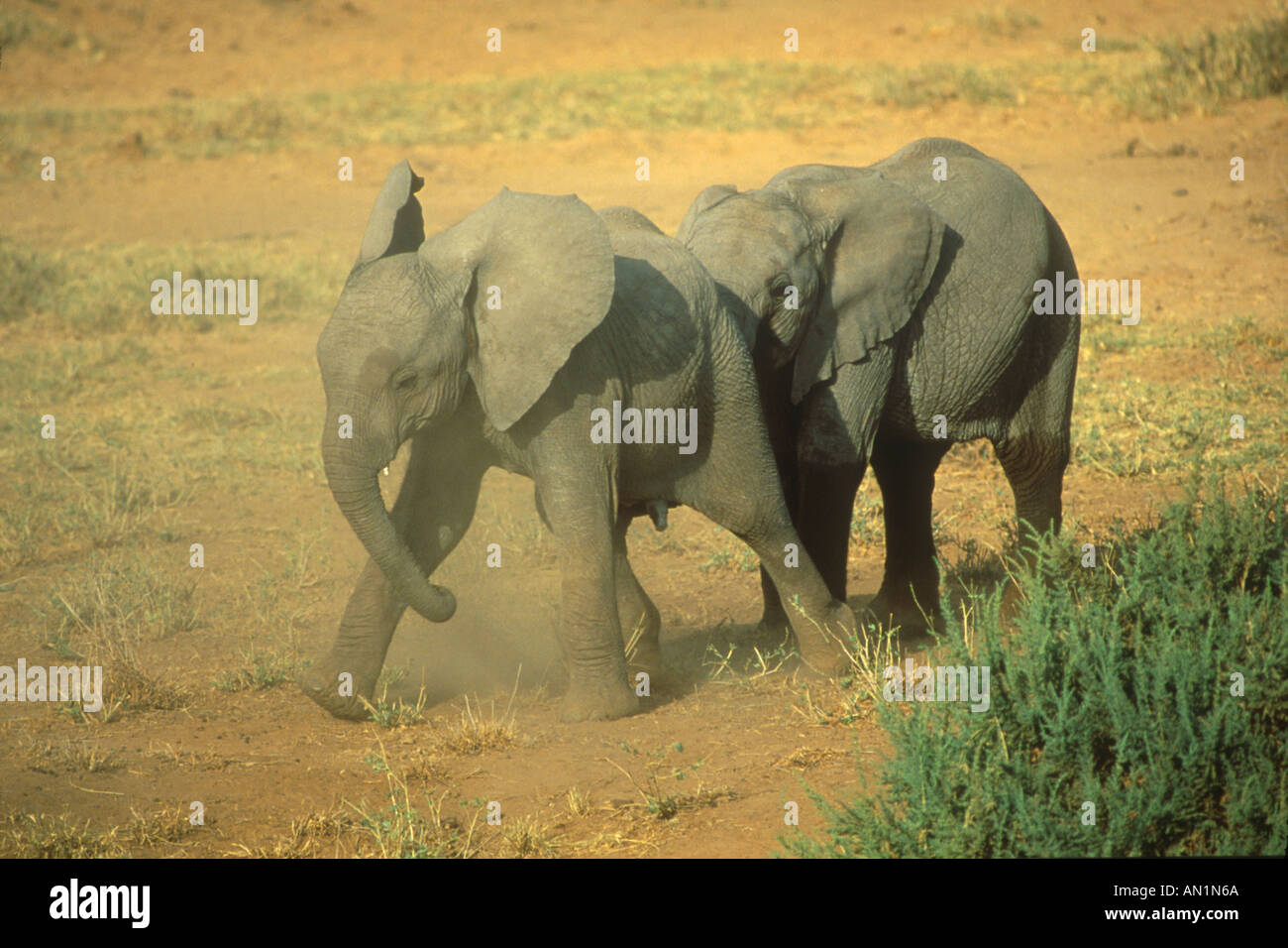 Elefante Africano Loxodanta africanus dos jóvenes jugando Foto de stock