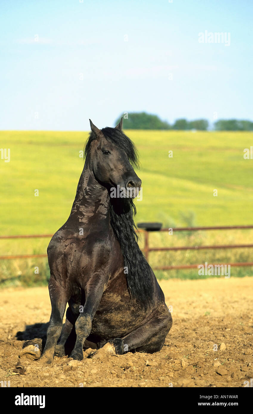 Friesenhengst Friesian caballo semental joven gracioso Foto de stock