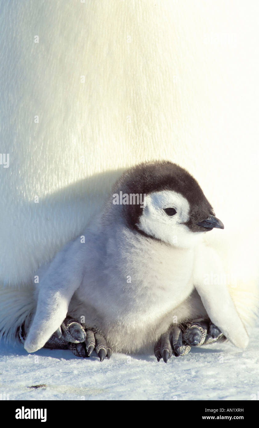 El pingüino emperador Aptenodytes forsteri Kaiserpinguin Antarktis Antártida Dawson Lambton Glaciar un documento de naturaleza Foto de stock