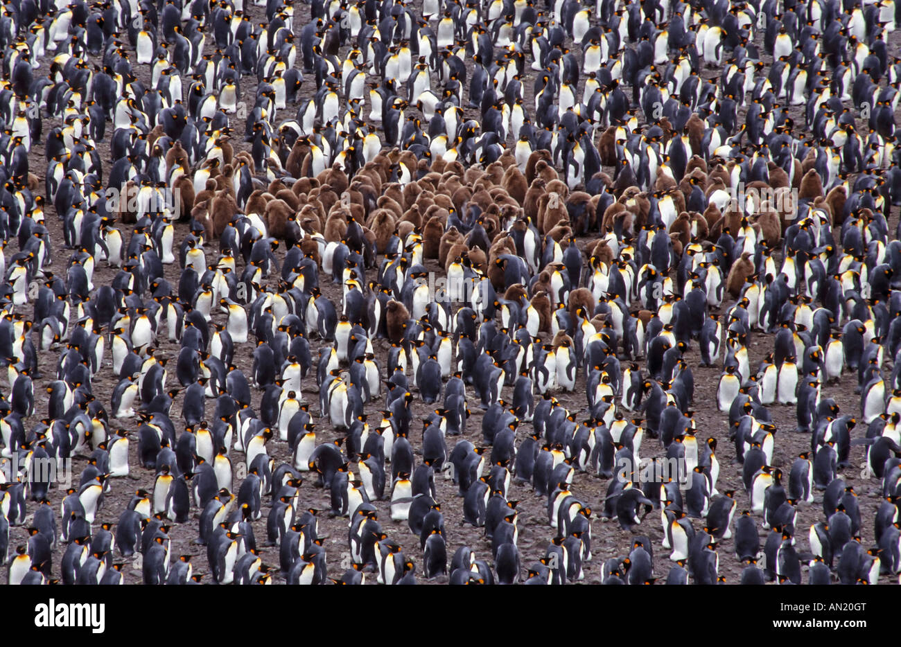 Kolonie der Koenigspinguine colonia de pingüinos rey Salisbury Plain Insel Georgia del Sur la Antártida Foto de stock