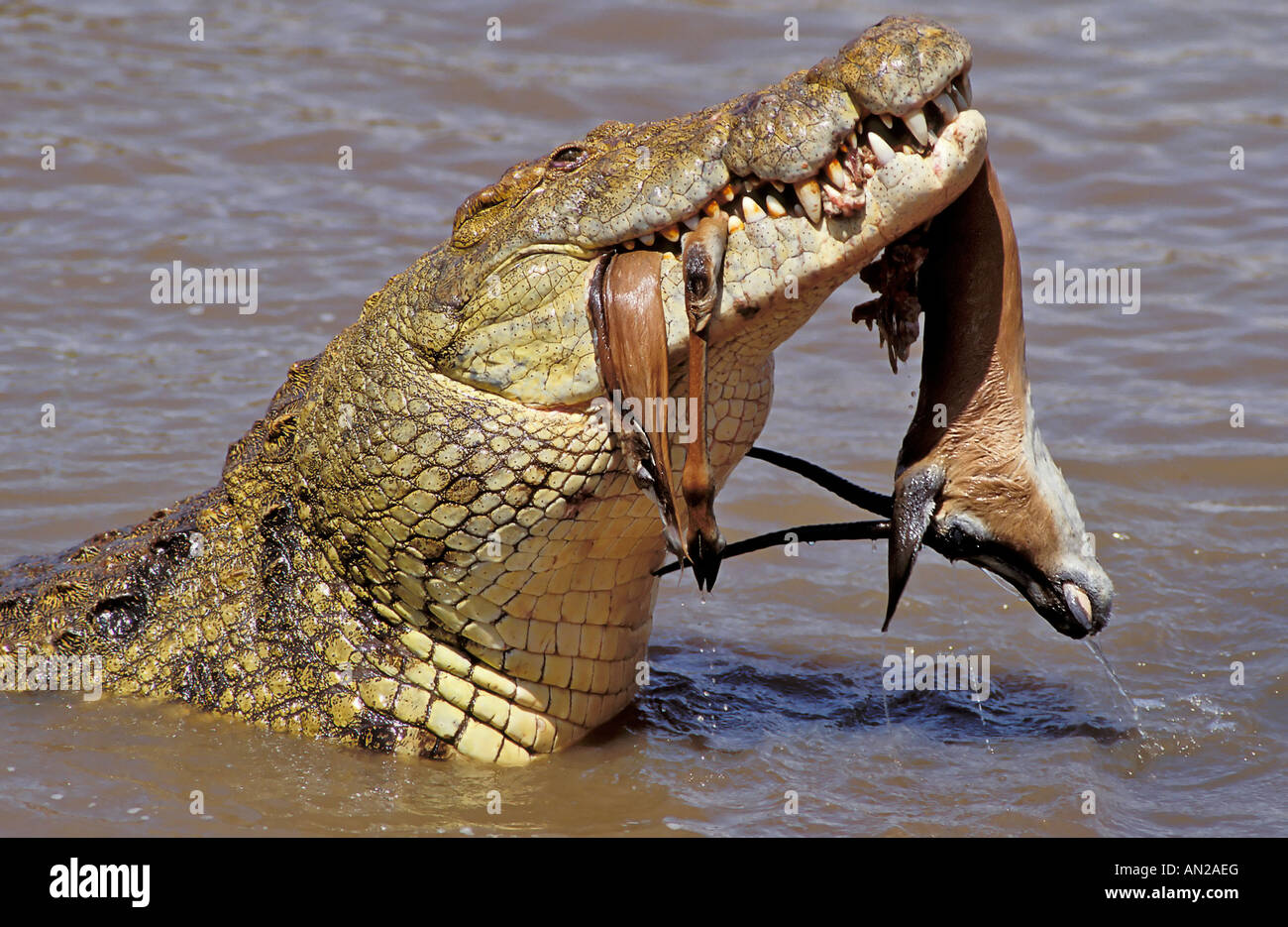 Gacela de Grant y cocodrilos Crocodylus piloticus Nilkrokodil nilcrocodile Masai Mara Kenya Foto de stock