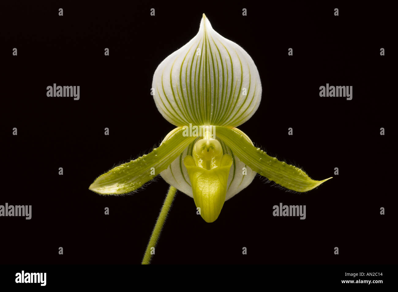 Paphiopedilum maudiae fotografías e imágenes de alta resolución - Alamy