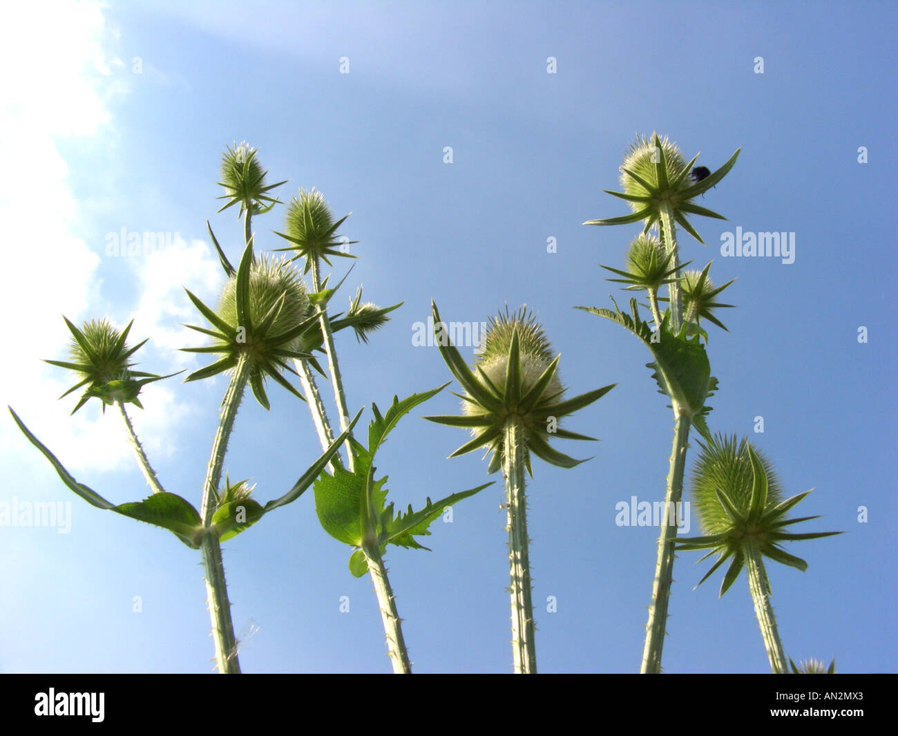 Cortar-hojas teasel, cutleaf teasel, corte de hoja (Dipsacus laciniatus teasel), las inflorescencias contra el cielo azul, Alemania, Nordrhein-W Foto de stock