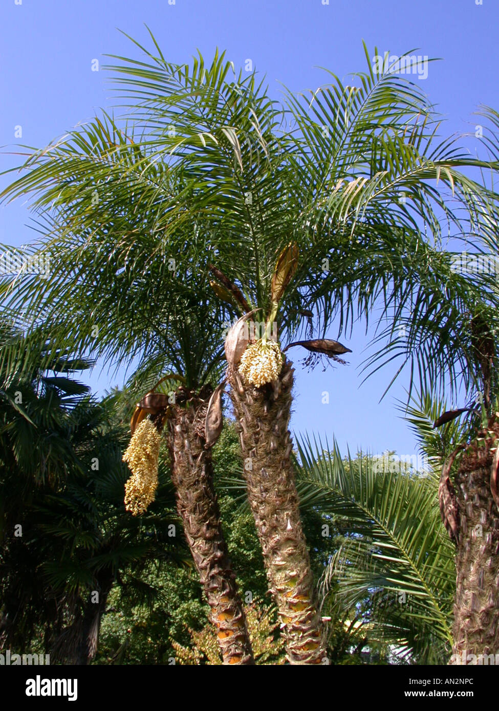 Palmera datilera pigmea, en miniatura de palmera datilera (Phoenix  roebelenii), floreciendo Fotografía de stock - Alamy