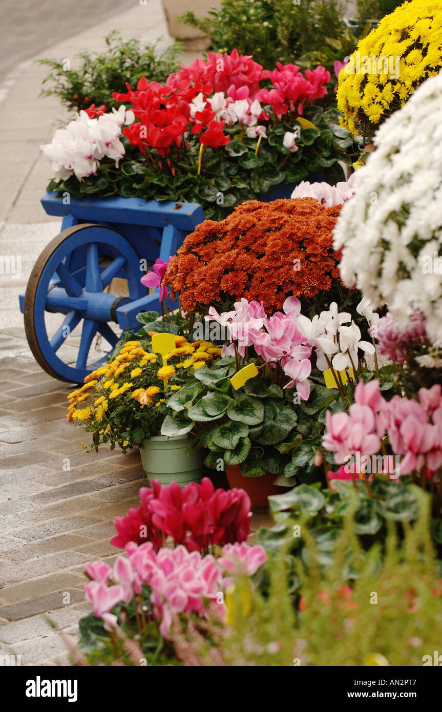 Flores en la acera en frente de una tienda de flores, Francia, Vaucluse Foto de stock