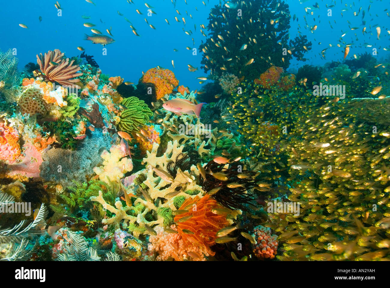 Reef scenic con la increíble diversidad de corales, invertebrados y peces del Parque Nacional de Komodo en Indonesia Foto de stock