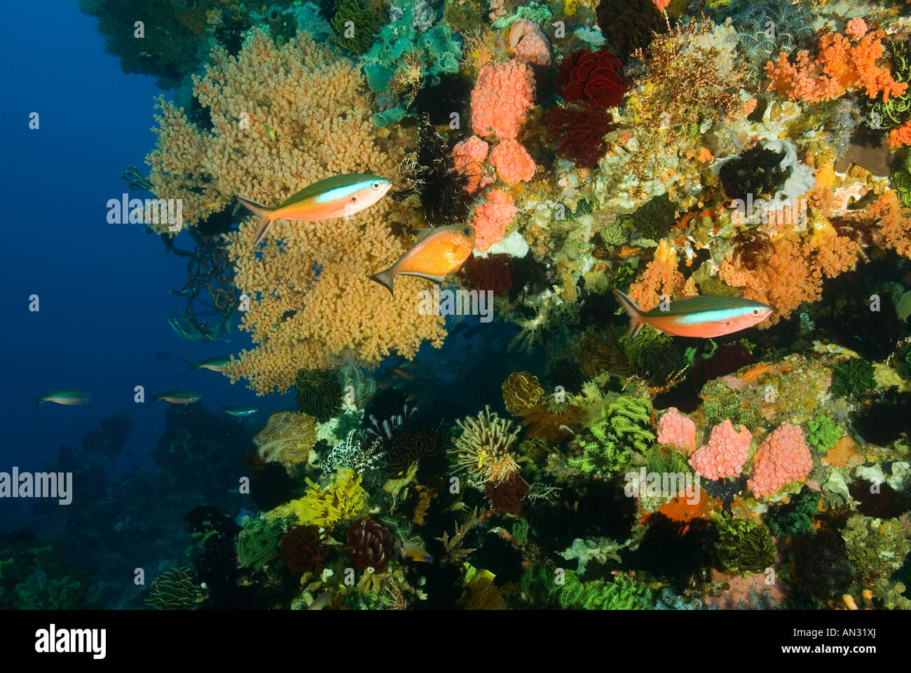 Reef pintoresco Parque Nacional de Komodo en Indonesia Foto de stock