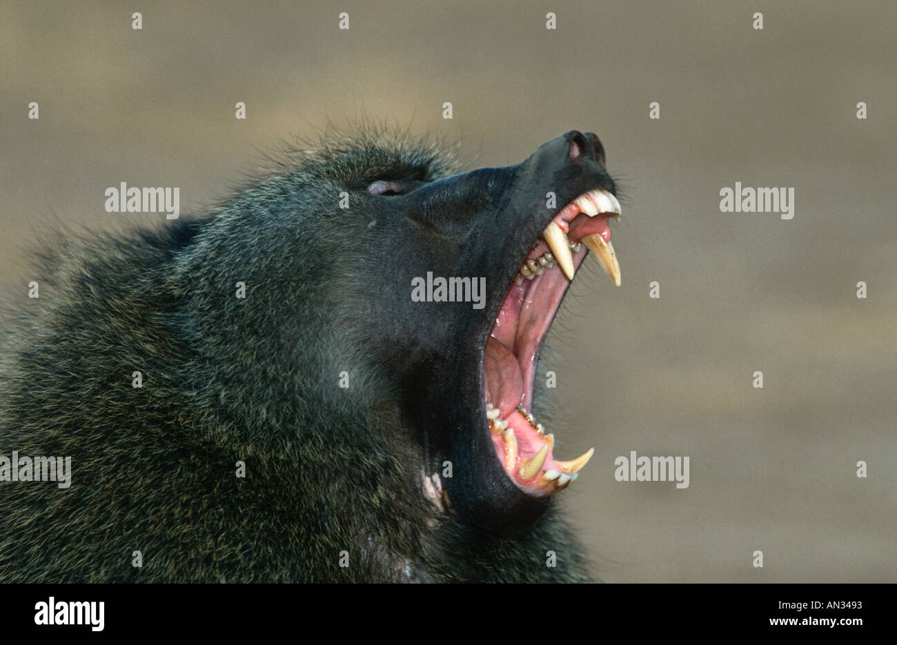 Chacma Baboon Papio ursinus macho muestra los dientes en postura agresiva del África Meridional Foto de stock