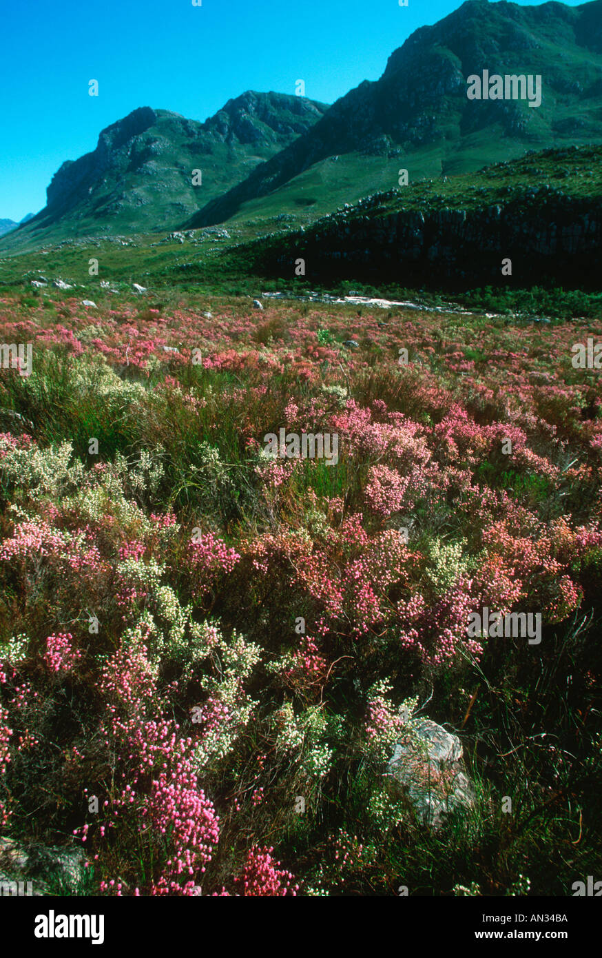 El fynbos conocida por su alta diversidad de especies vegetales reino floral del Cabo Sudáfrica Foto de stock