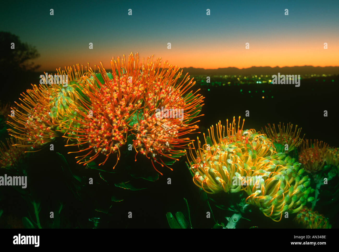 Acerico Leucospermun erubescens flor con amanecer en Ciudad del Cabo el Fynbos reino floral del Cabo Sudáfrica Foto de stock