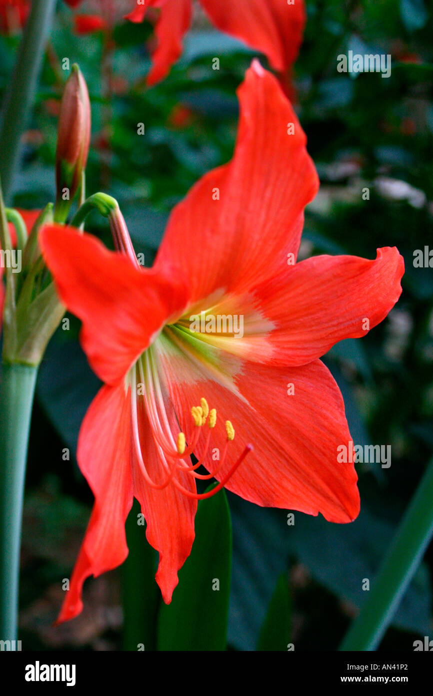 lirio en flor Foto de stock