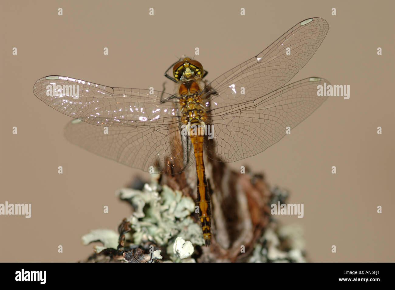 Darter común Dragon Fly (Sympeturm striolatum) Foto de stock