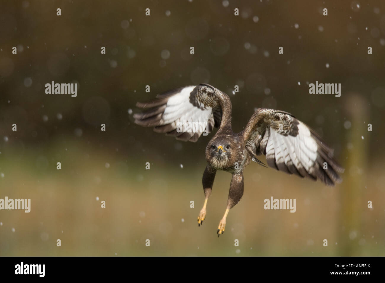 Eurasiática ratonero (Buteo buteo) volando a través de una lluvia de granizo Foto de stock