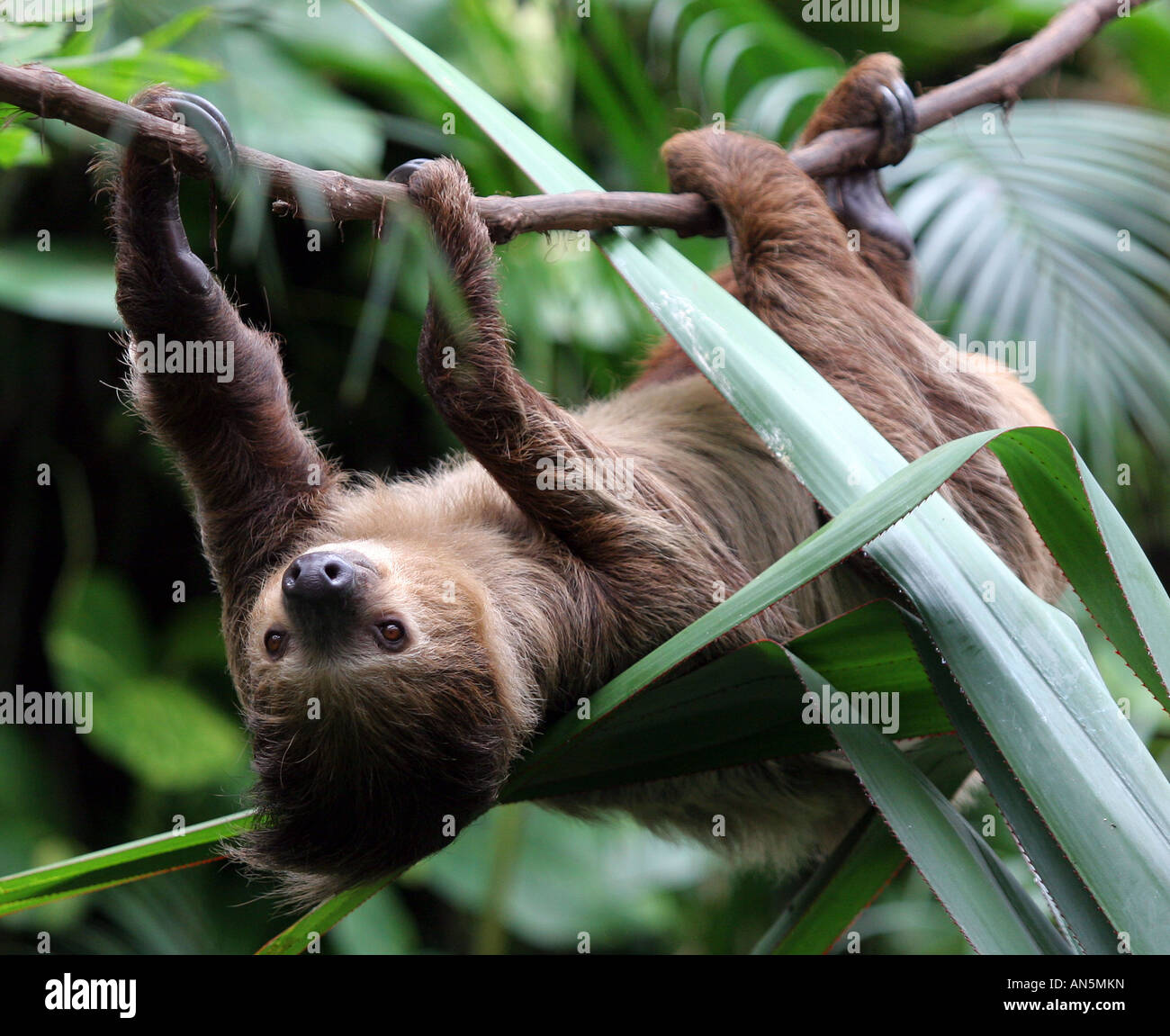 Un dos-vetado sloth se mueve a través de la selva tropical en el parque zoológico capron Foto de stock