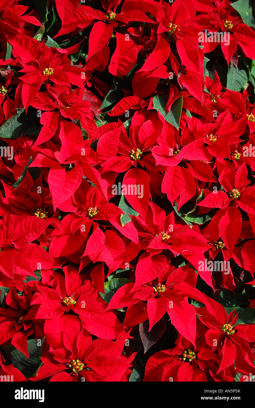 Poinsettia rojo flores, Mercado Colán, Valencia, Costa del Azahar, provincia de Valencia, España Foto de stock