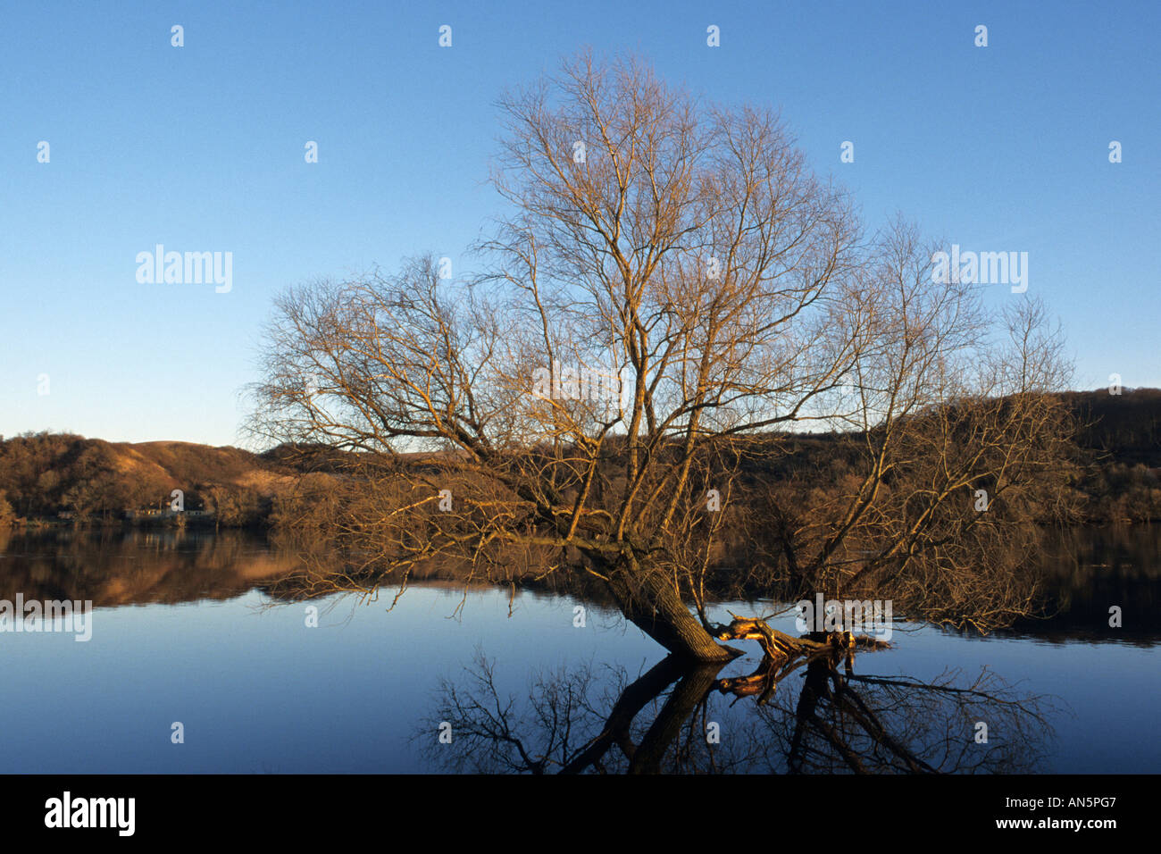 Árbol en el río Oder, baje el Parque Nacional Valle del Oder, Alemania Foto de stock