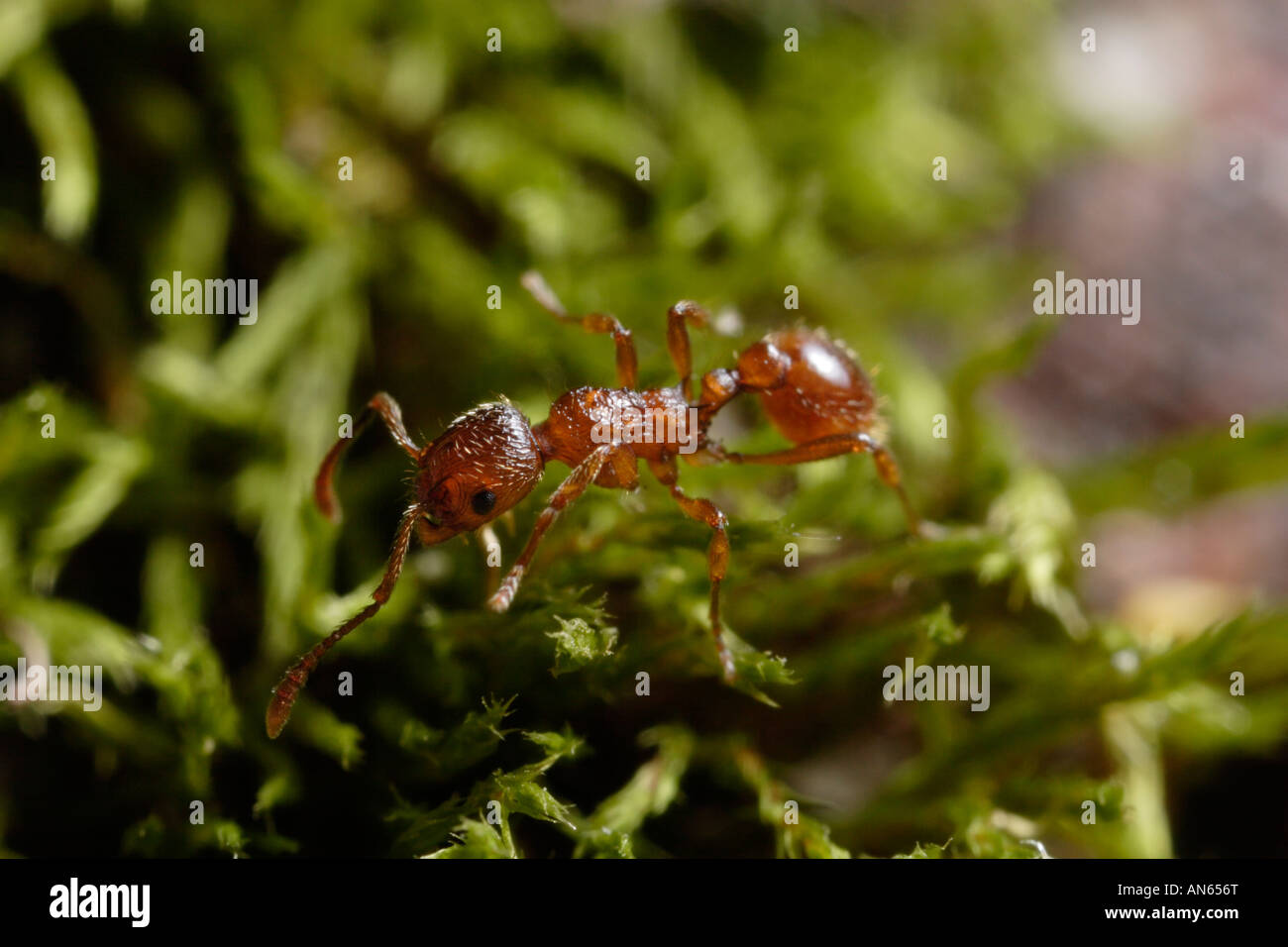 Ant del género Myrmica sobre un trozo de musgo. Son imposibles de identificar nuevas sin un microscopio, por desgracia. Foto de stock