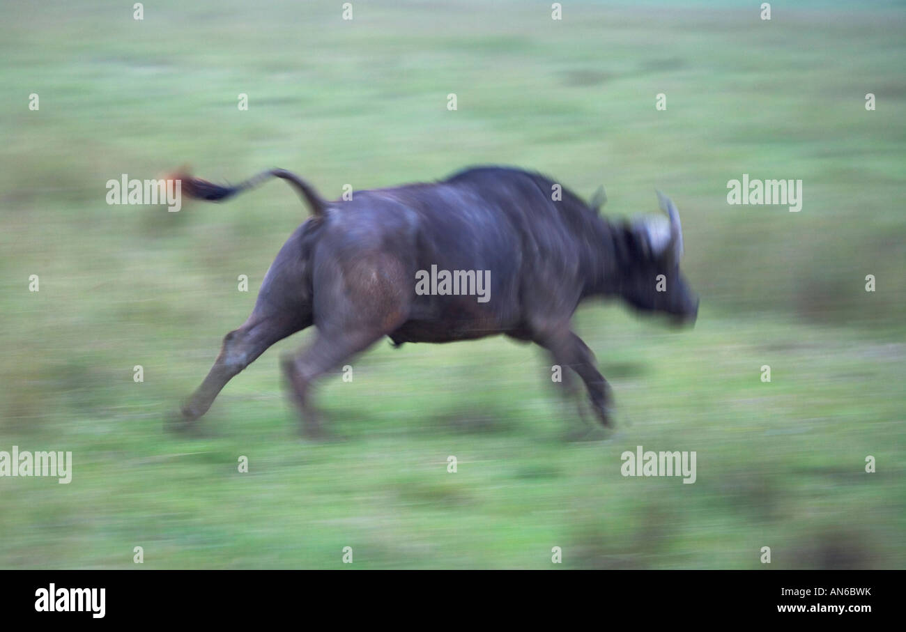 El búfalo africano (Syncerus caffer) carga, en Nakuru, Kenya Foto de stock