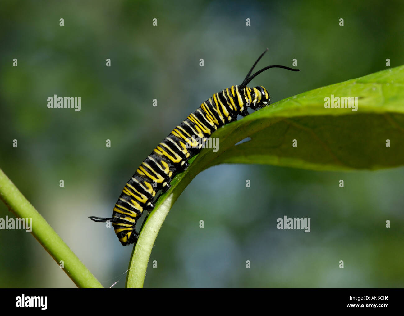 Mariposa Monarca, Danaus plexippus, Caterpillar en un asclepias, Asclepias sp., hoja Foto de stock