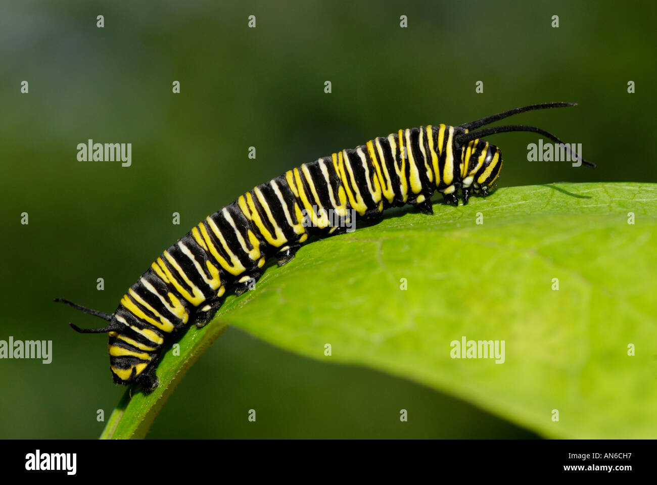 Mariposa Monarca, Danaus plexippus, Caterpillar en un asclepias, Asclepias sp., hoja Foto de stock