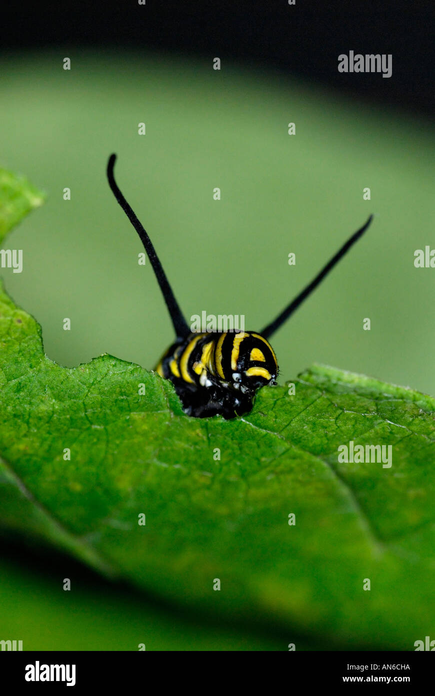 Monarca, Danaus plexippus, caterpillar comiendo asclepias, Asclepias sp., hoja Foto de stock