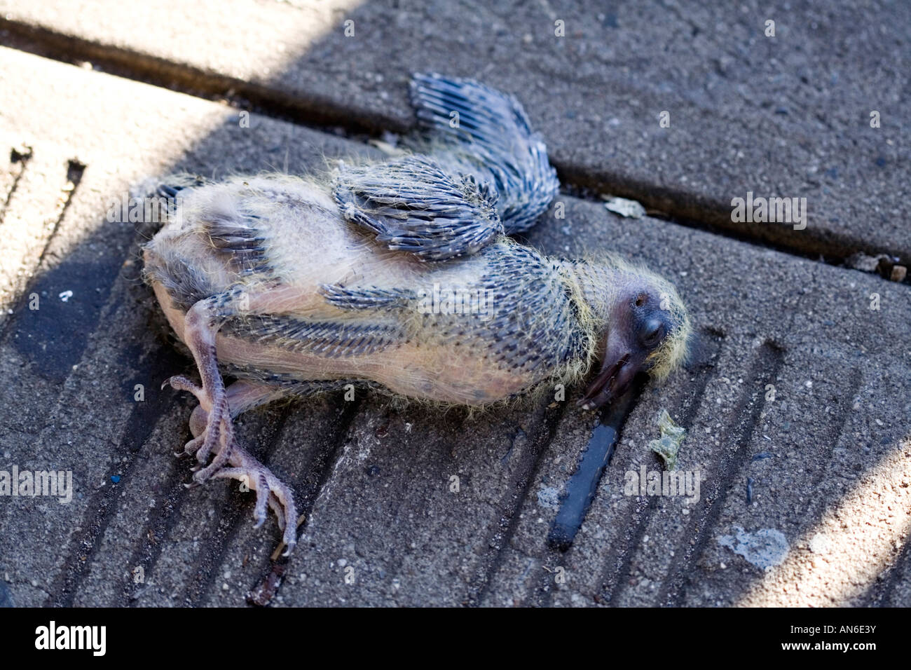 Bebé muerto pigeon Fotografía de stock - Alamy