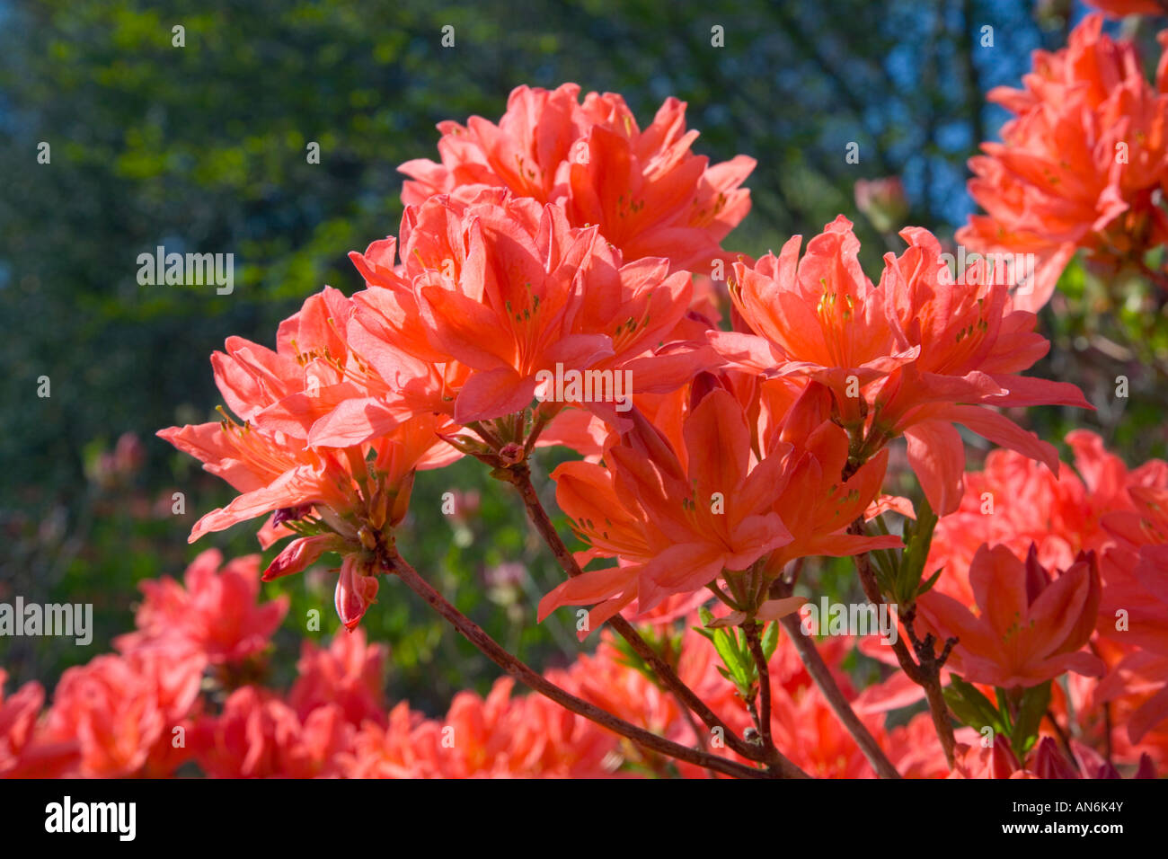 Azalea de color naranja fotografías e imágenes de alta resolución - Alamy