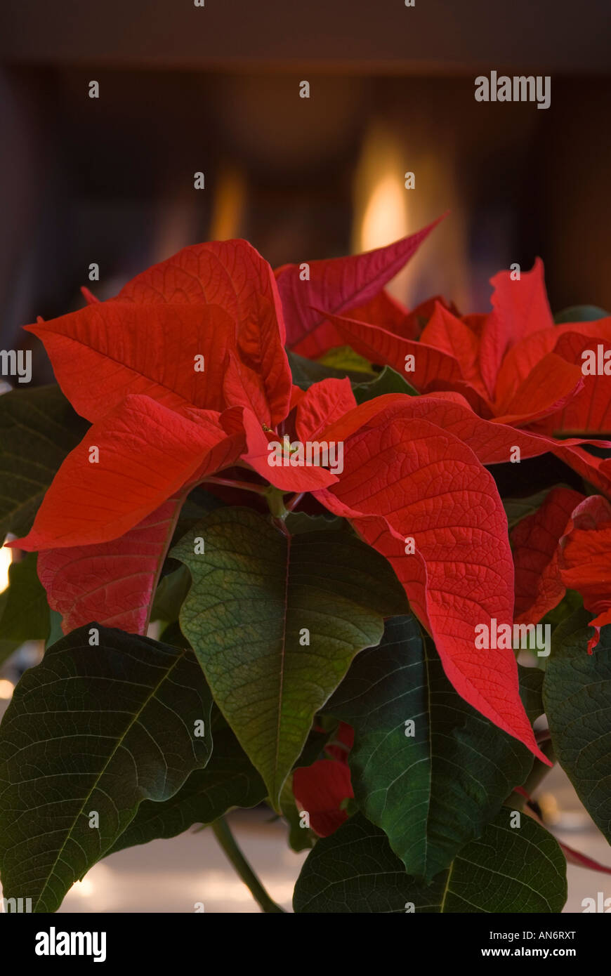 EUPHORBIA PULCHERRIMA POINSETTIA Foto de stock