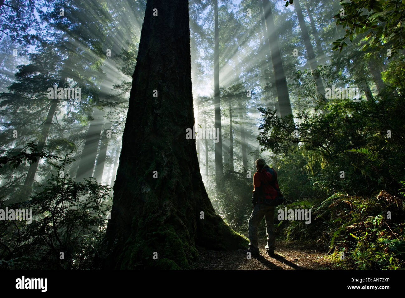 Mujer senderismo en mañana redwoods Foto de stock